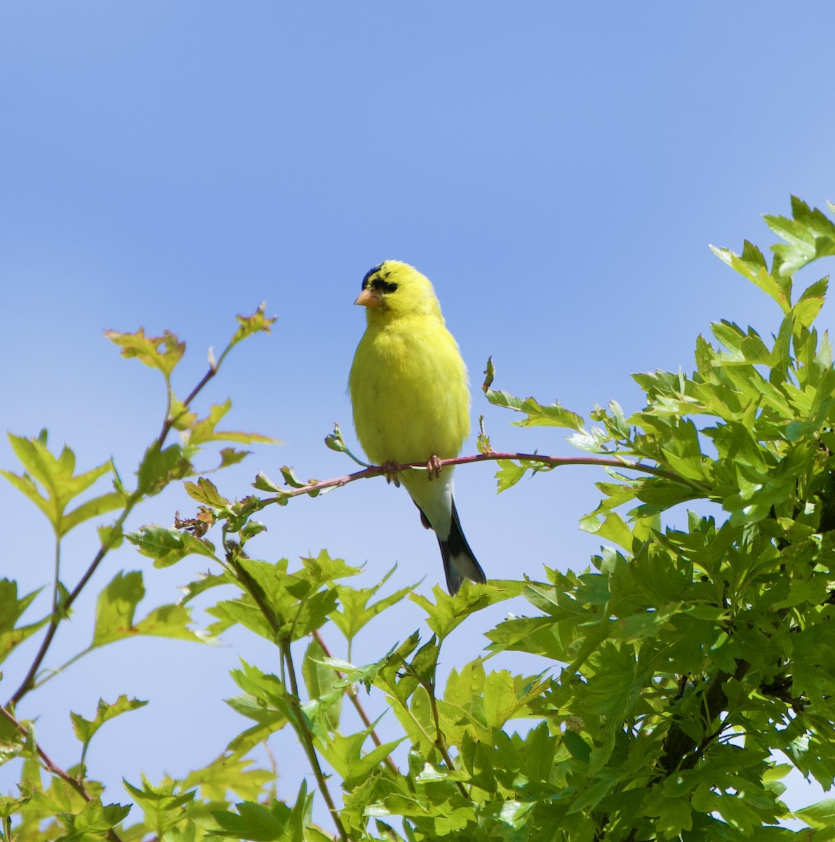 American Goldfinch - ML584574941