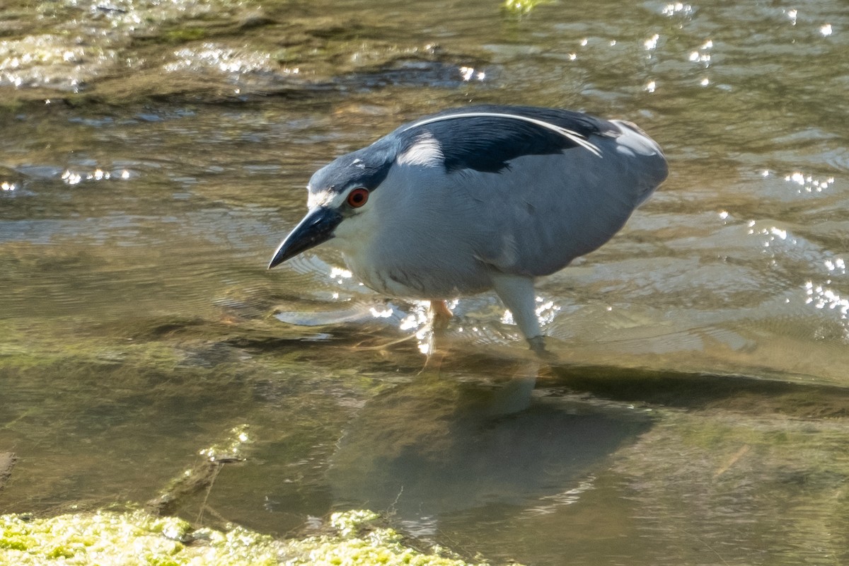 Black-crowned Night Heron - Isabelle Reddy