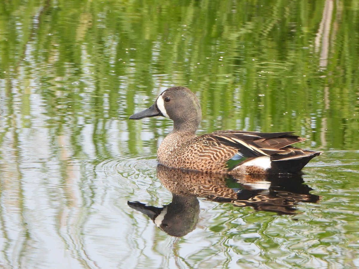 Blue-winged Teal - ML584575721