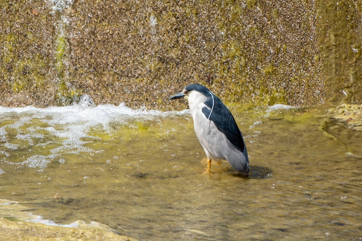 Black-crowned Night Heron - ML584575791