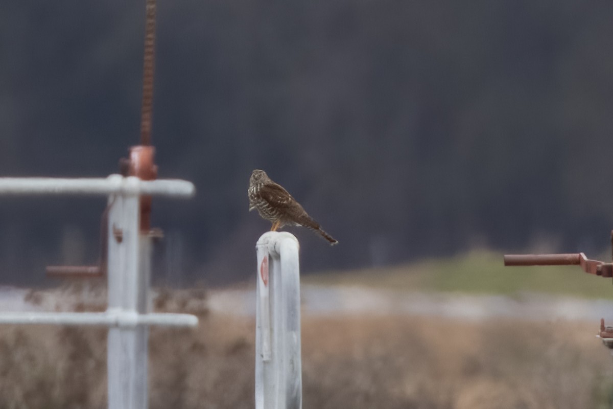 Collared Sparrowhawk - ML584577121