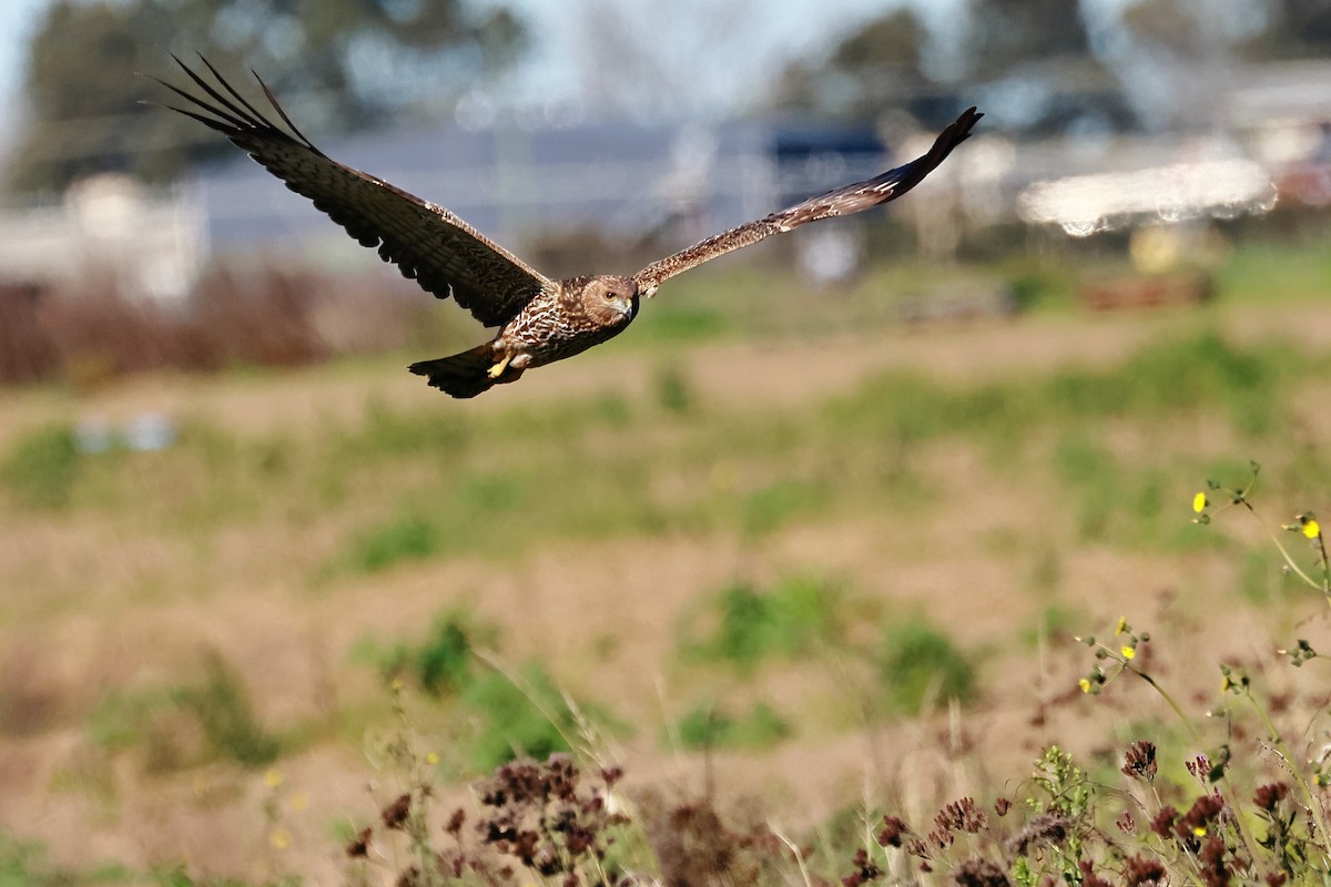 Spotted Harrier - Michael Rutkowski