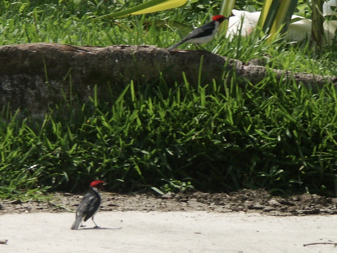 Masked Cardinal - ML584577881