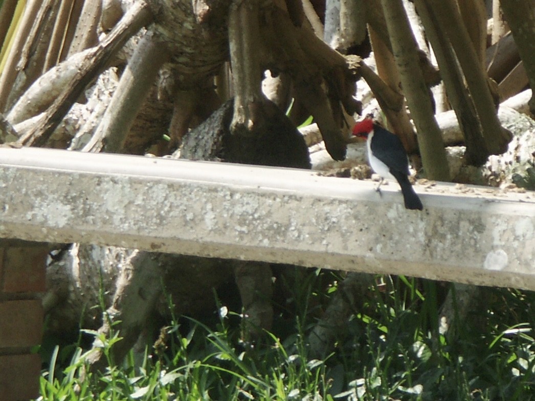 Masked Cardinal - ML584577891