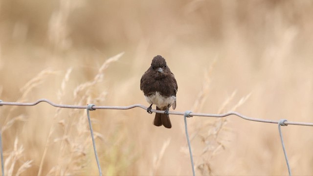 Black Phoebe - ML584578171