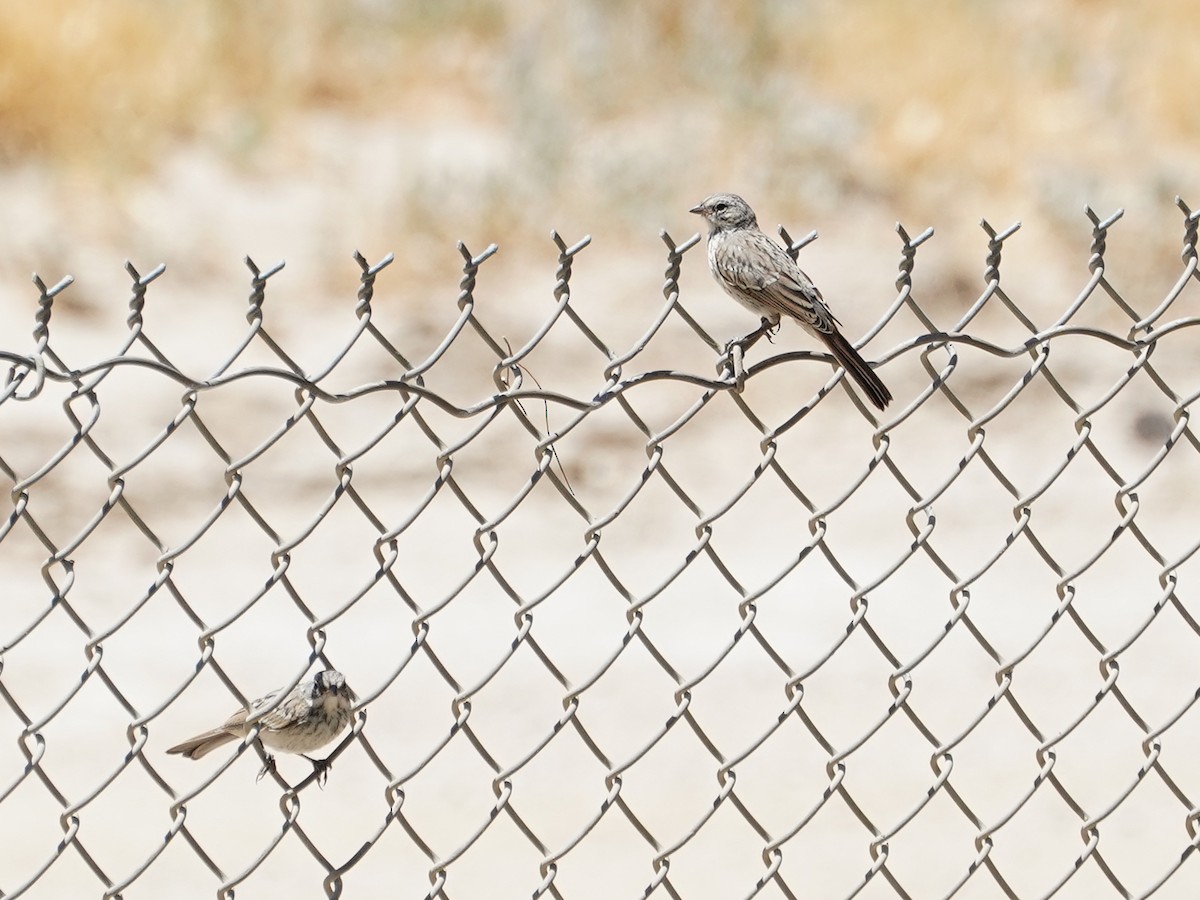 Bell's Sparrow - ML584578381