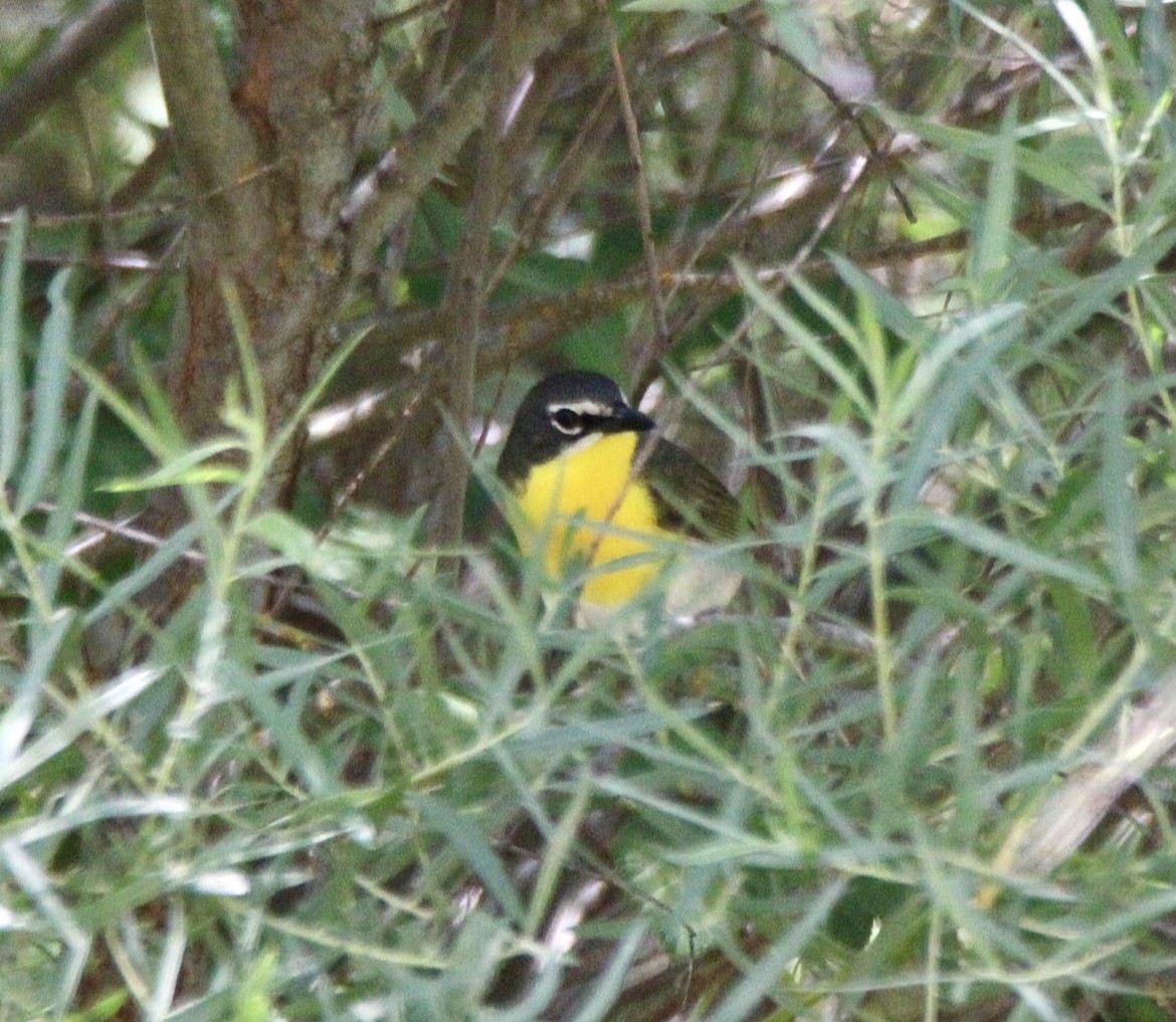 Yellow-breasted Chat - ML584580441