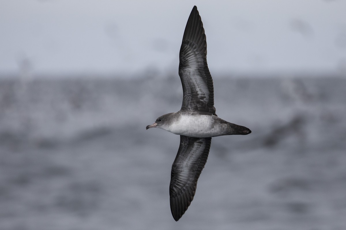 Pink-footed Shearwater - ML584580591