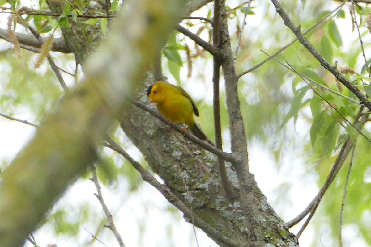 Wilson's Warbler - ML58458071