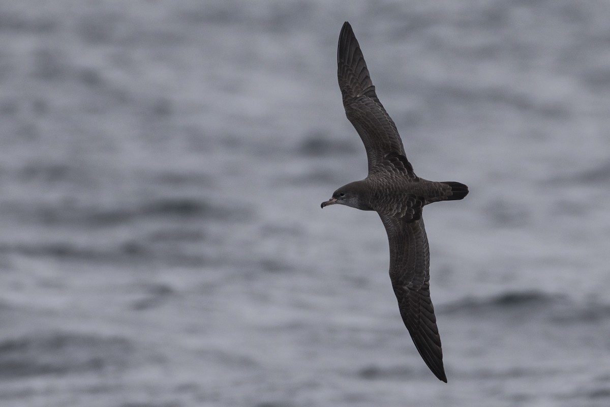 Pink-footed Shearwater - ML584580961