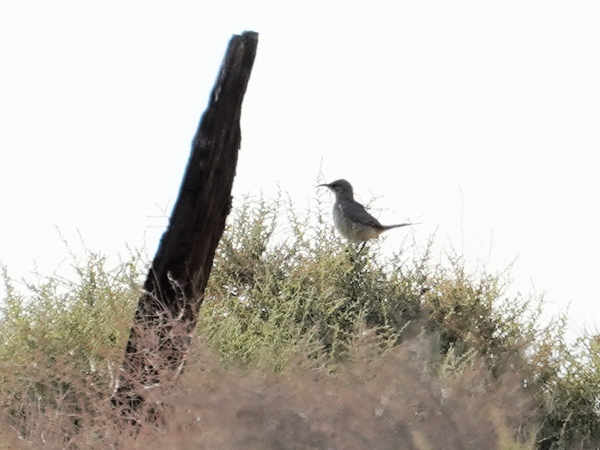 LeConte's Thrasher - Merryl Edelstein