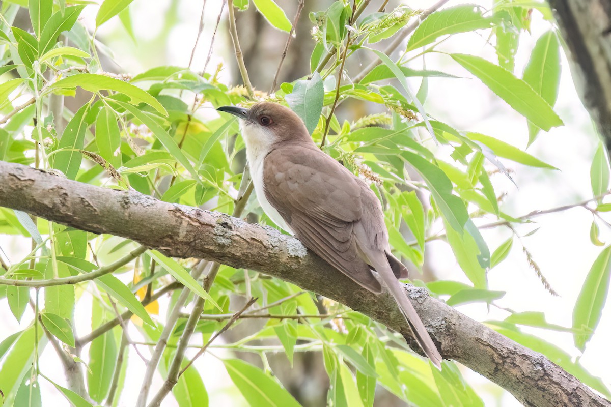 Black-billed Cuckoo - ML584582511