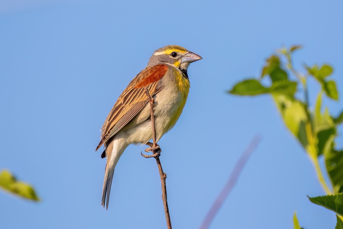 Dickcissel - ML584583301