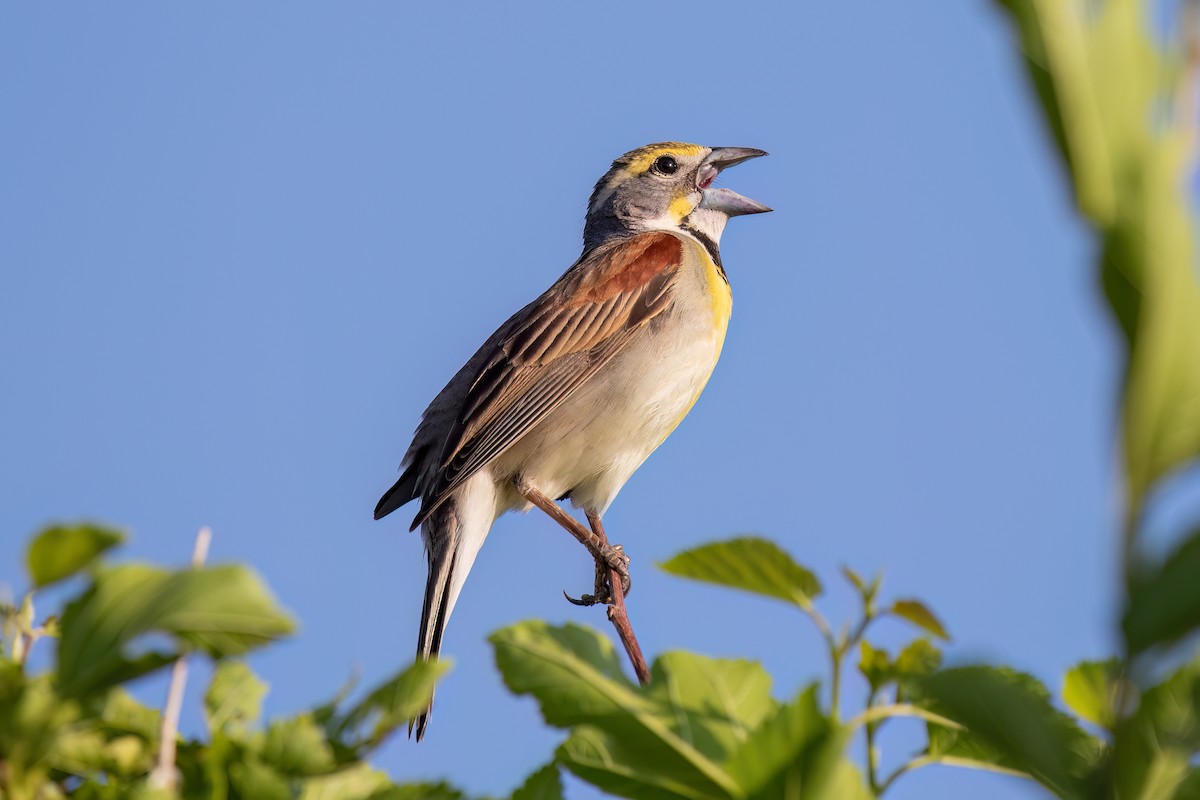 Dickcissel - ML584583311