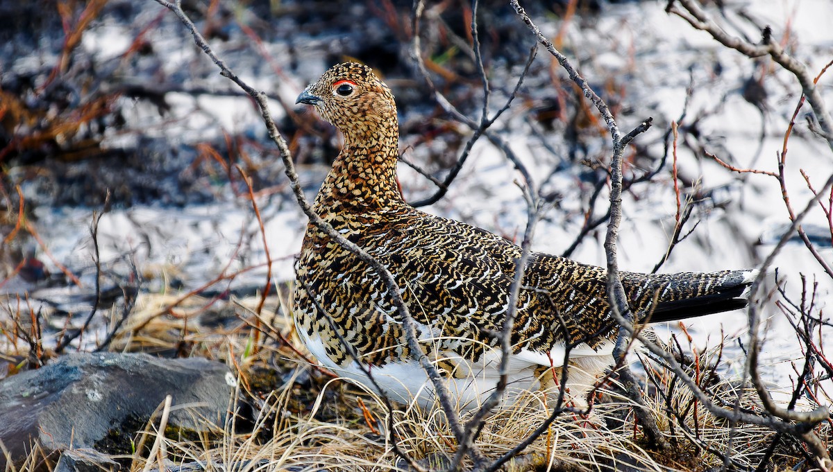 Willow Ptarmigan - Matti Rekilä