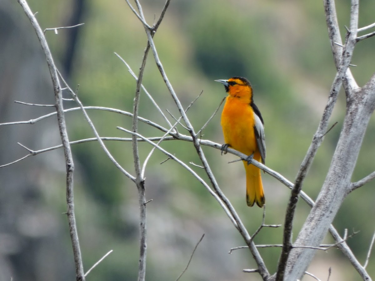 Bullock's Oriole - Barry Mast