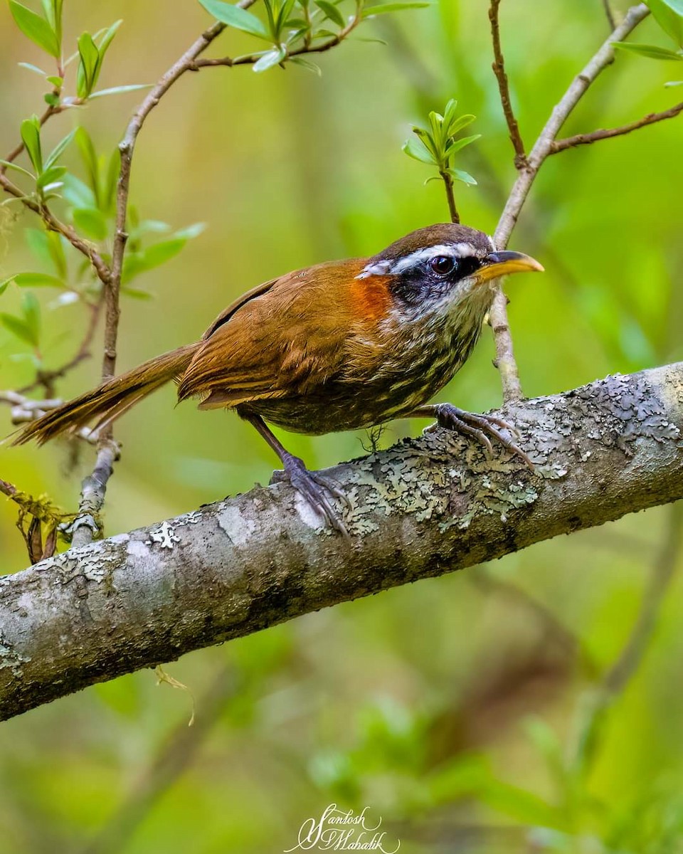 Streak-breasted Scimitar-Babbler - Francis D'Souza