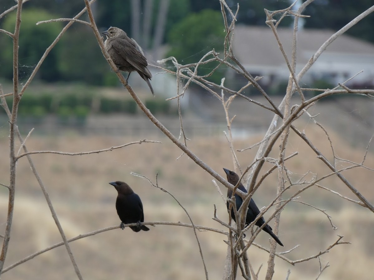 Brown-headed Cowbird - ML584585381
