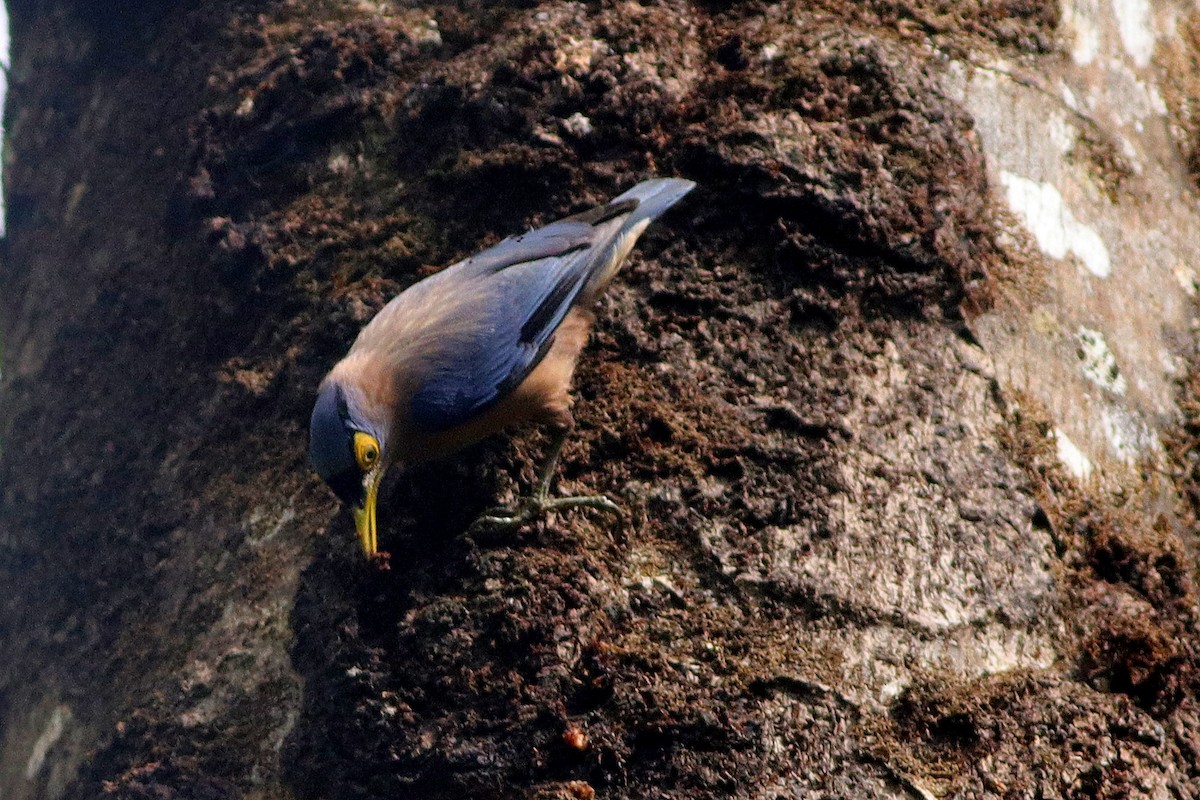 Sulphur-billed Nuthatch - ML584585501