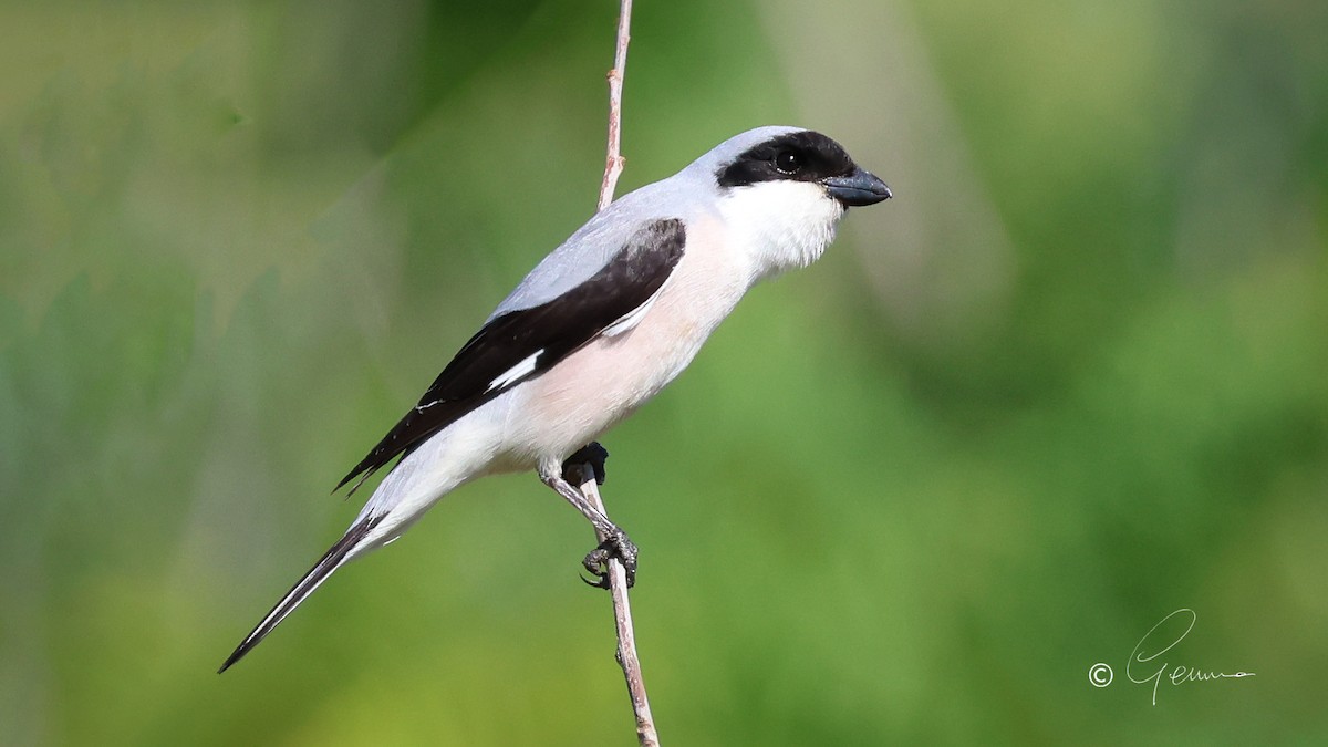 Lesser Gray Shrike - ML584585901