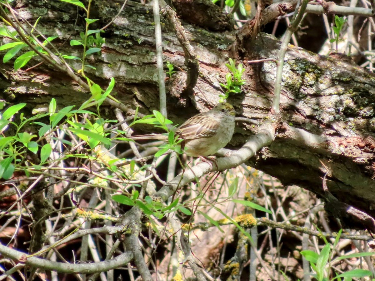 Golden-crowned Sparrow - ML584586161