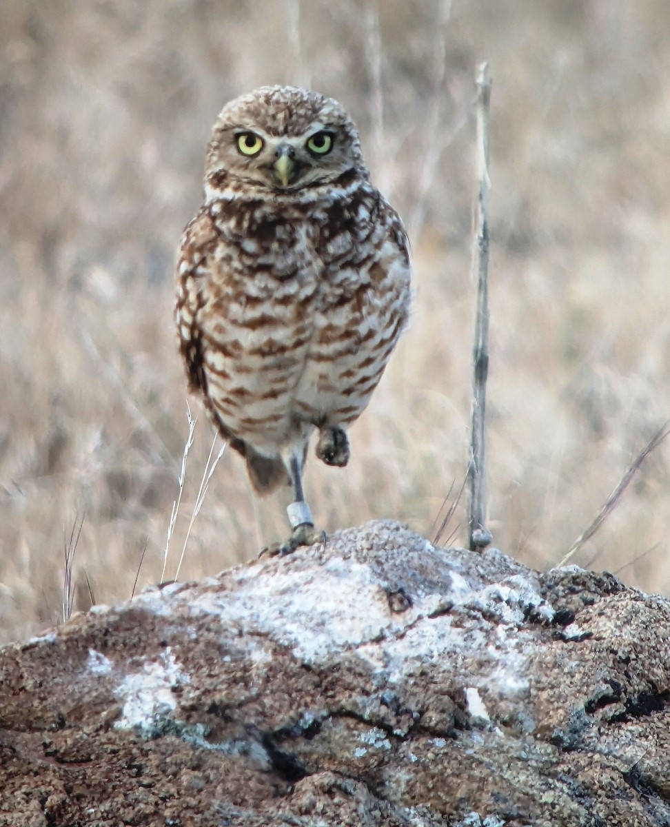 Burrowing Owl - Kristin Purdy