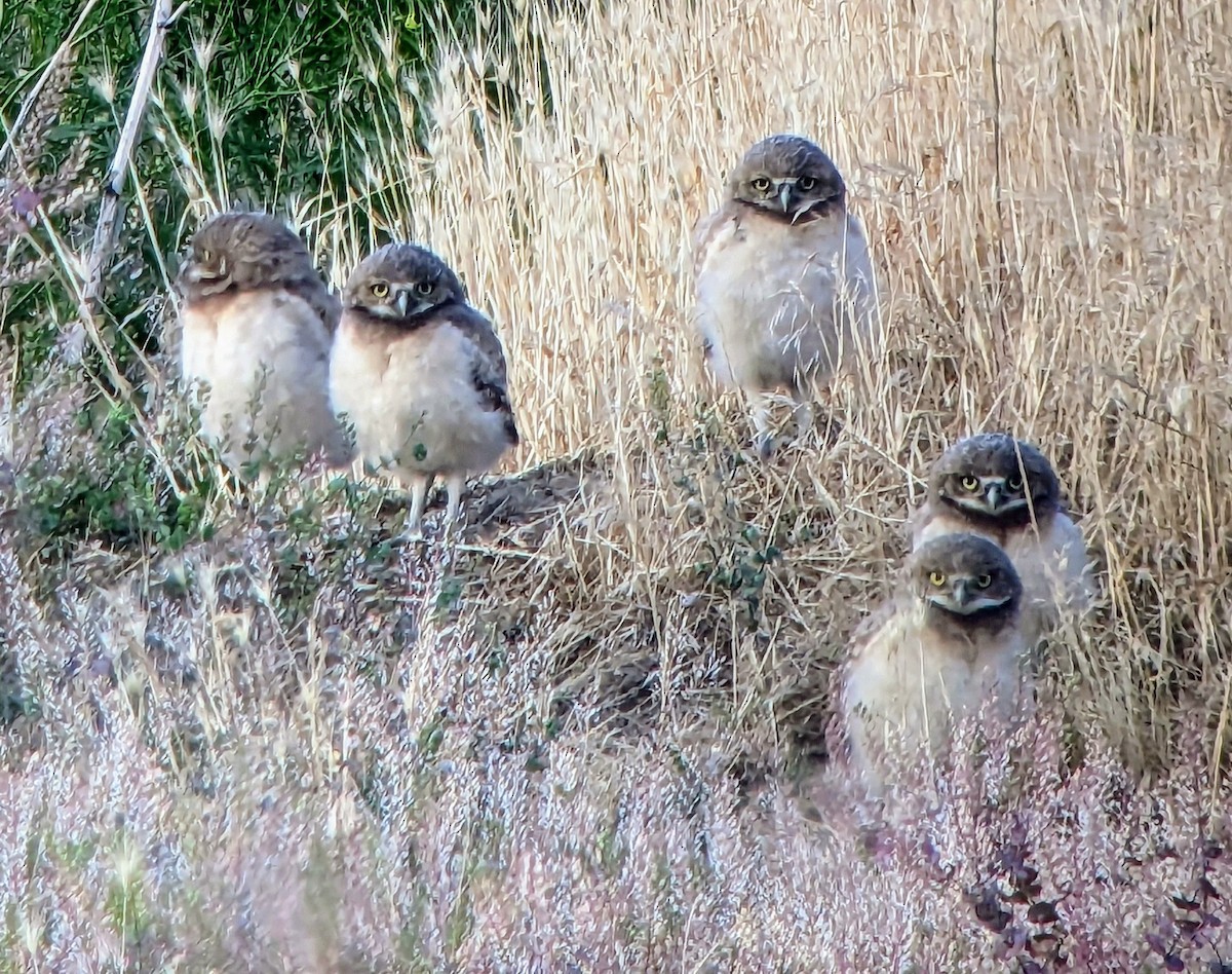 Burrowing Owl - Kristin Purdy