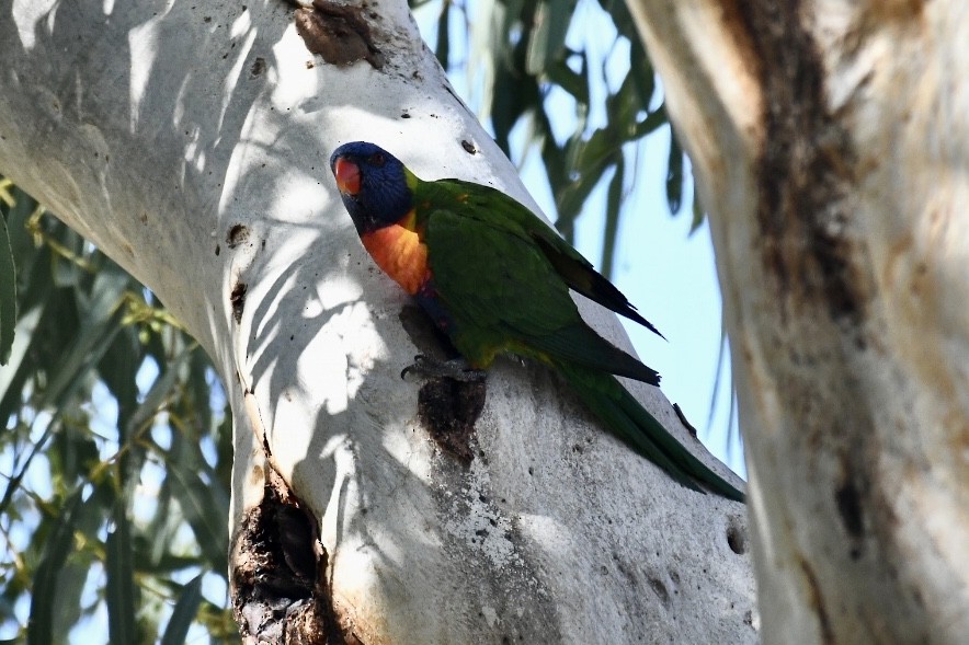 Rainbow Lorikeet - ML584586481