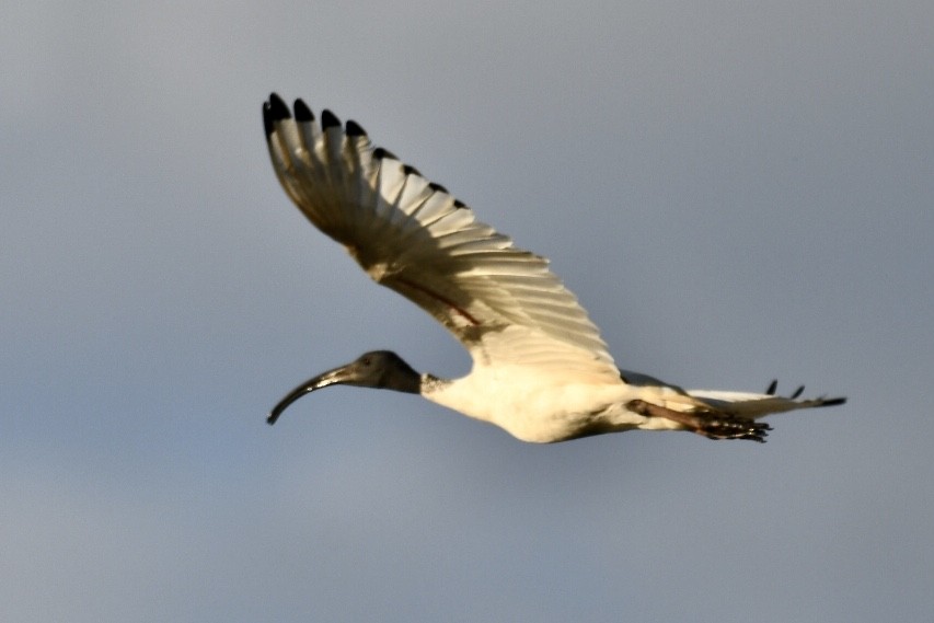 ibis australský - ML584586791