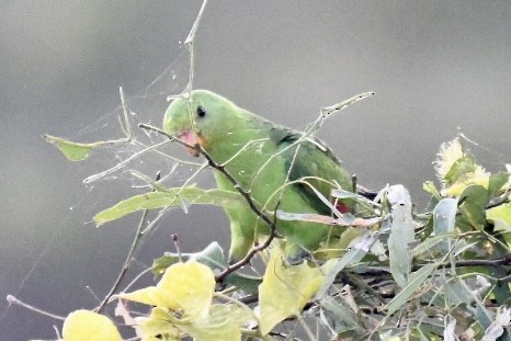 Red-winged Parrot - ML584586821
