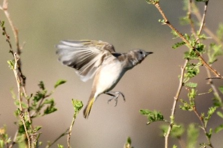 Brown Honeyeater - ML584586861