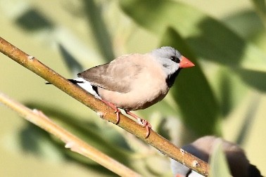 Long-tailed Finch - ML584587331