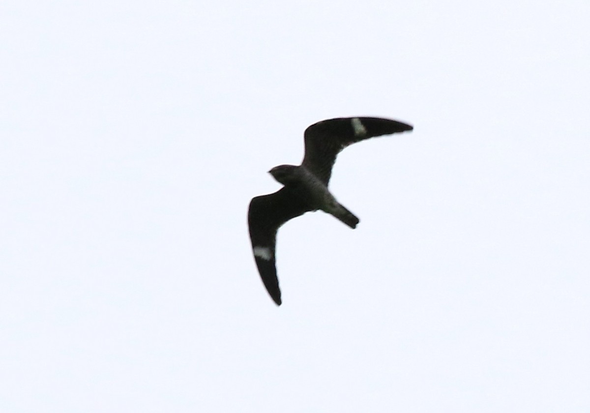 Common Nighthawk - ML584587531