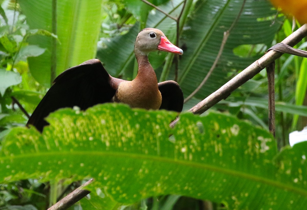 Black-bellied Whistling-Duck - ML584587761