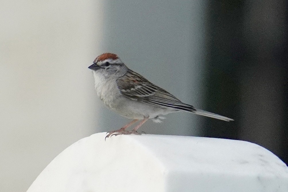 Chipping Sparrow - ML584588261