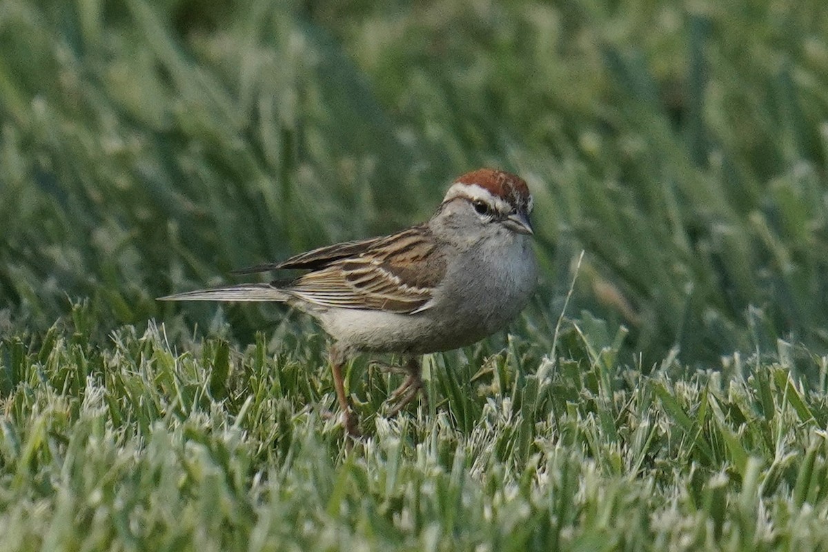 Chipping Sparrow - ML584588291