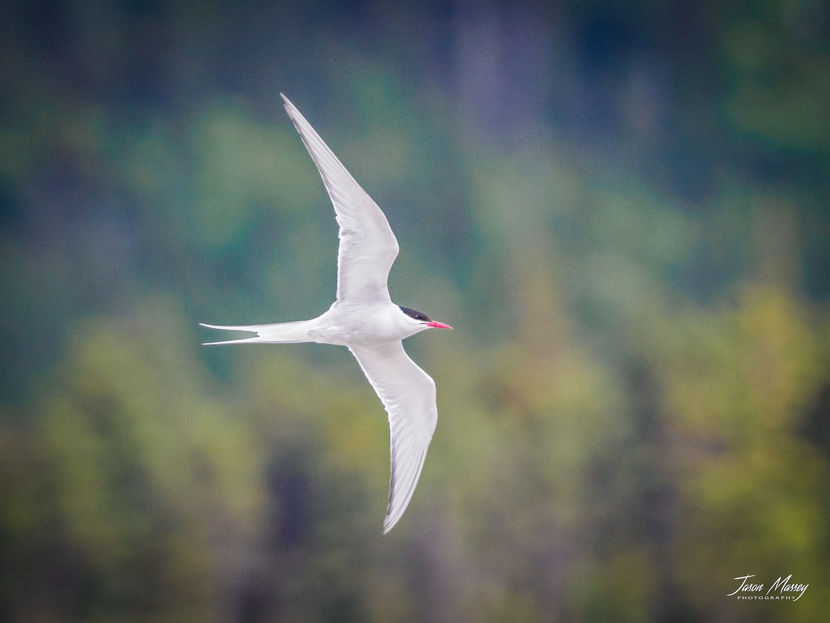 Arctic Tern - Jason Massey