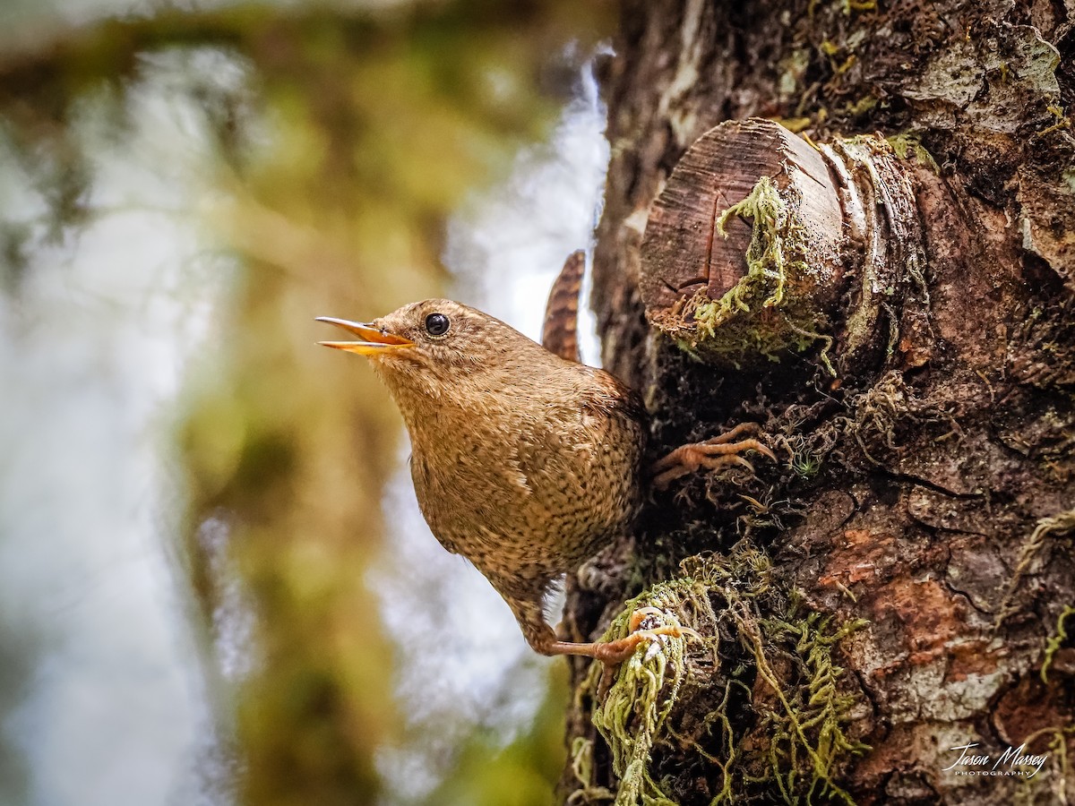 Pacific Wren - ML584589031