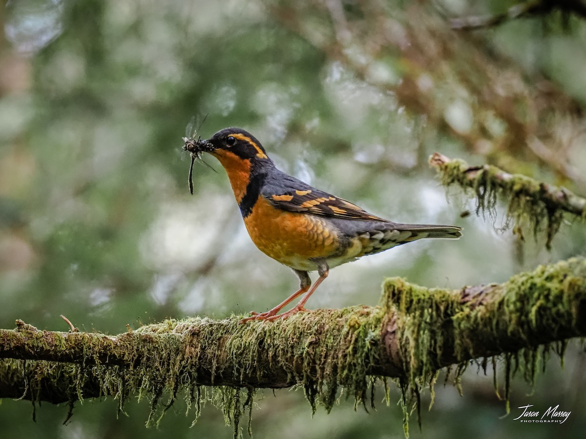 Varied Thrush - ML584589071