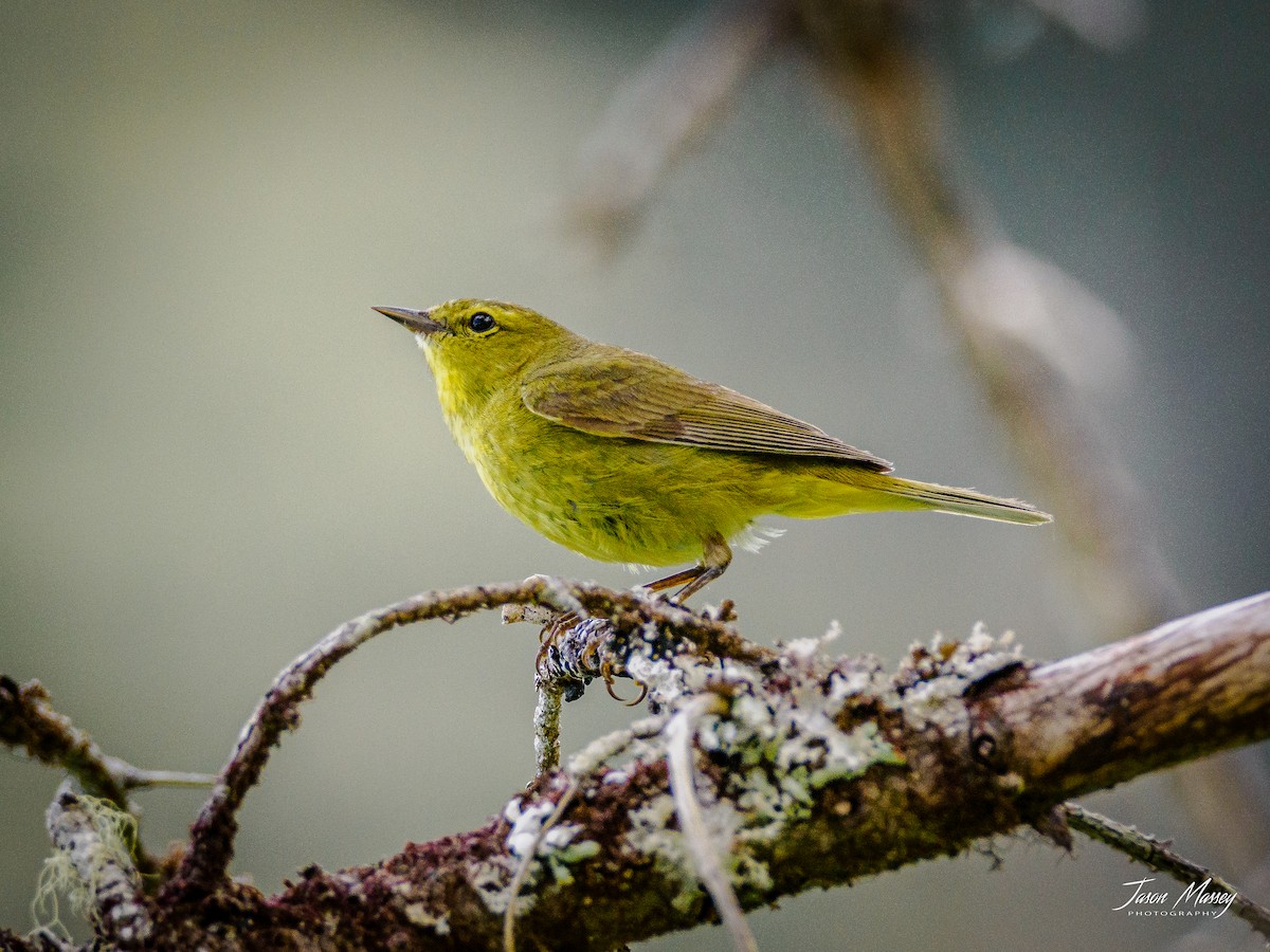 Orange-crowned Warbler - ML584589101