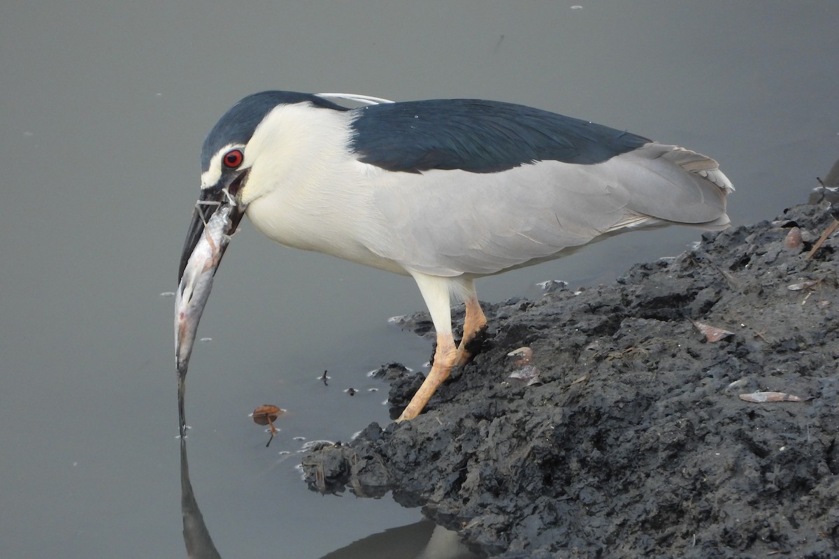 Black-crowned Night Heron (Eurasian) - ML584589951