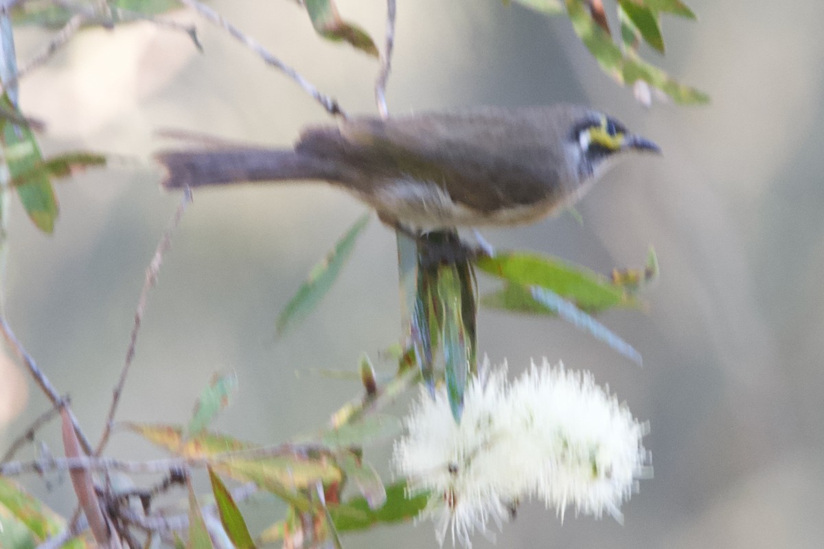 Yellow-faced Honeyeater - ML584590951