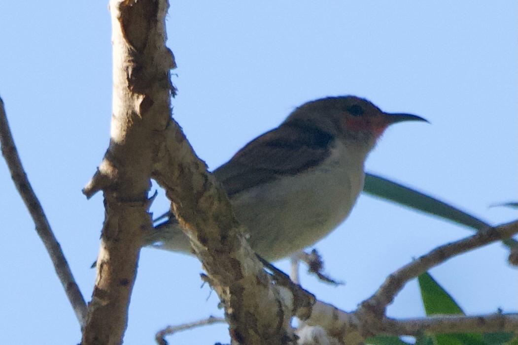 Mielero Escarlata - ML584590991