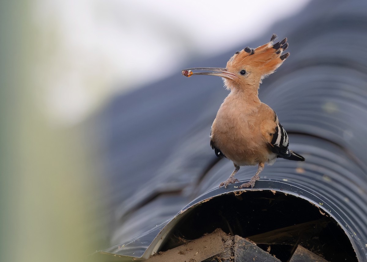 Eurasian Hoopoe (Central African) - Ayuwat Jearwattanakanok