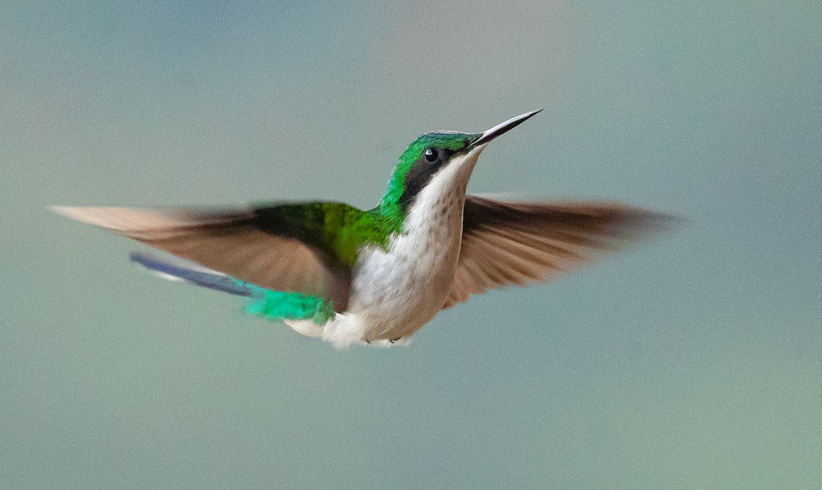 kolibřík černouchý - ML584591971