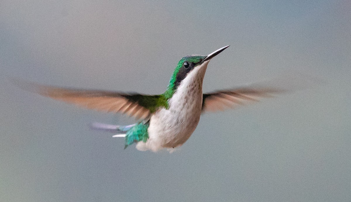 kolibřík černouchý - ML584592001