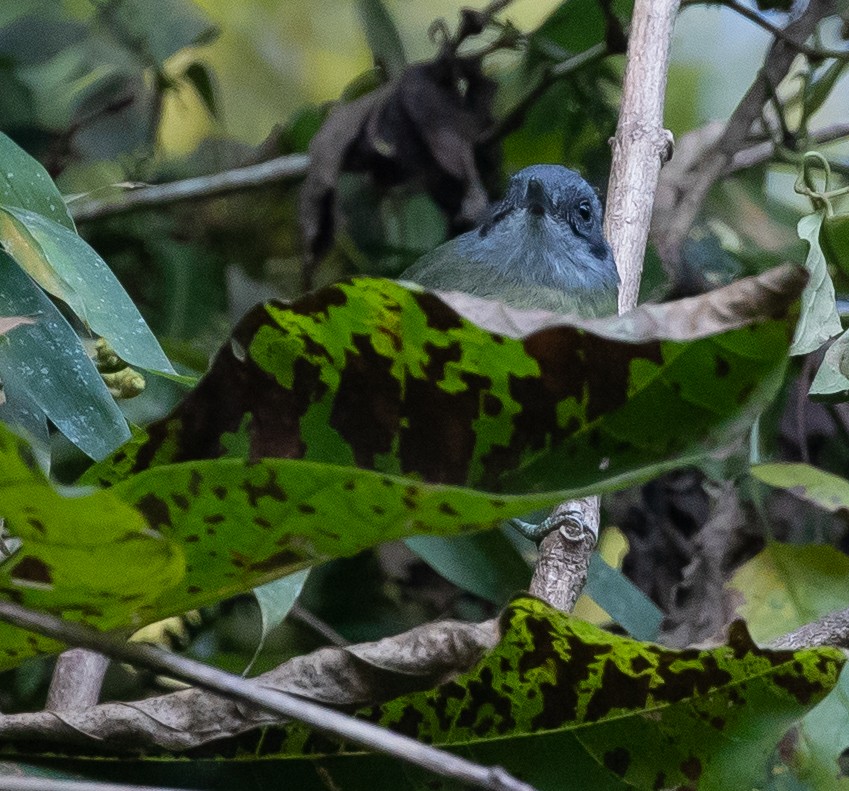 Plain Antvireo - ML584592221