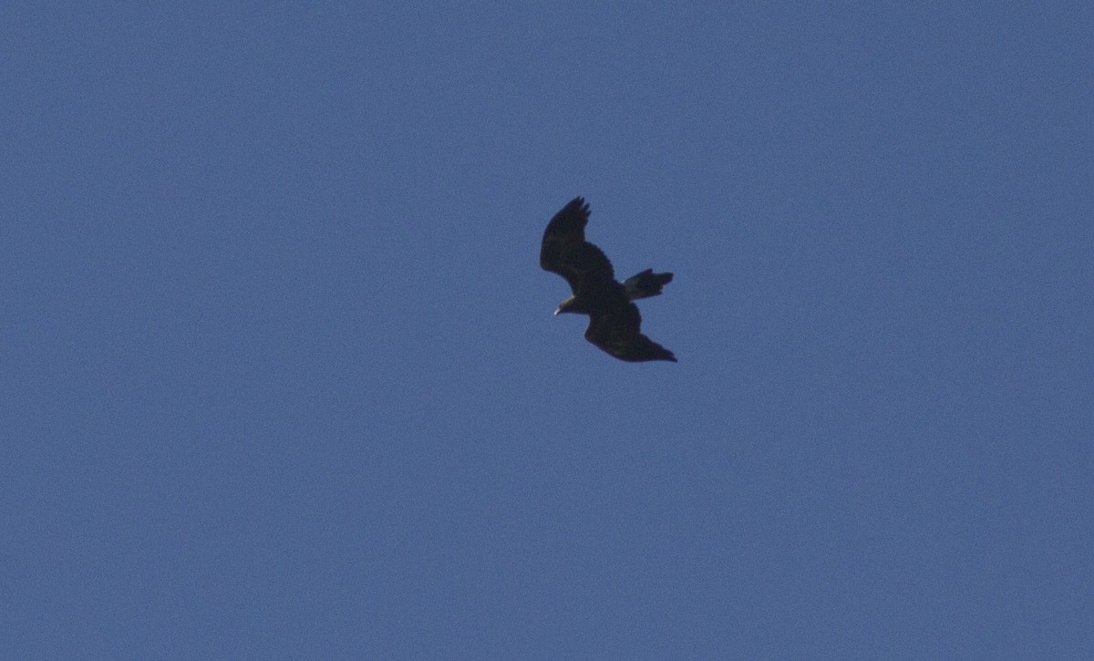 Wedge-tailed Eagle - ML584594381