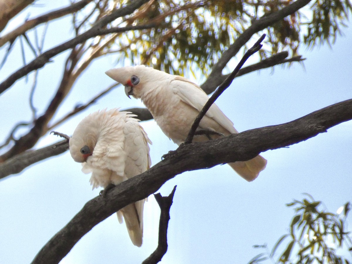 Western Corella - ML584594511