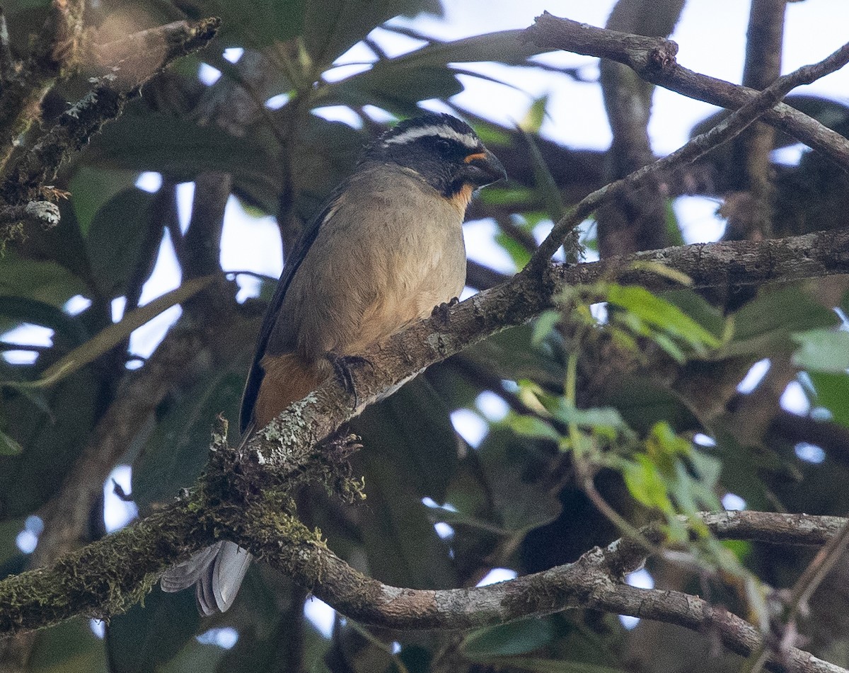 Thick-billed Saltator - ML584594531